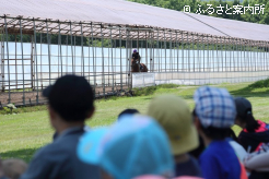 坂路調教の迫力に心を奪われた