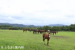 写真2 [仔馬]