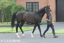種付条件は決まり次第発表される