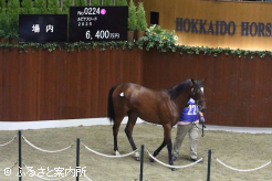 牝馬の最高価格のルピナスリード2025