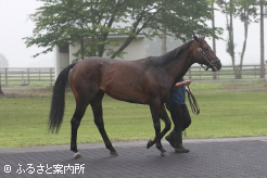 到着後は雄大な馬体を披露した