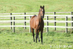 本邦初年度産駒は28頭が血統登録している