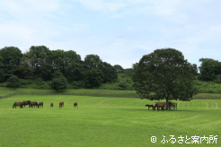 写真3 [放牧地]