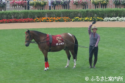 最終週にパドックで行われたホースショー