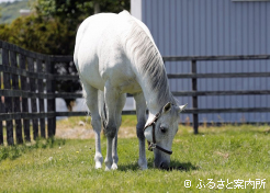 食欲は若い時から変わらないという