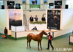 最高価格で取引されたサルサファンタジア2025の落札シーン