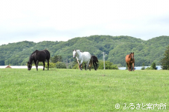 ムラカミファームの放牧地