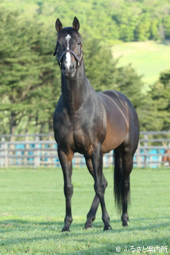 残した3世代の産駒から活躍馬の出現が期待される