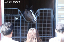 馬房から顔を出す新種牡馬のソウルラッシュ