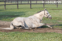 海外ではすでに4頭の産駒がG1競走に優勝している