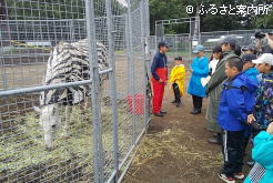 白毛馬のハヤヤッコと対面