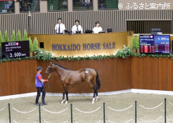 牝馬の最高価格馬スウィーテストエンジェル2025落札シーン