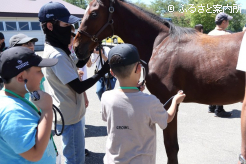 聴診器を使ってウマの鼓動を確認した