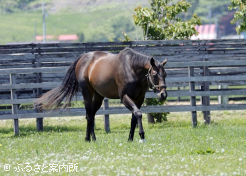 16歳となったが張りのある好馬体をキープしている