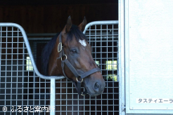 新種牡馬のタスティエーラ