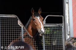 見学者に愛想を振りまく新種牡馬のソールオリエンス