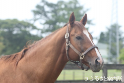 新種牡馬のメイショウハリオ