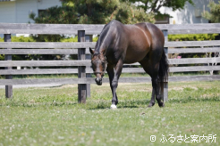 初めてみる取材者をじっと観察する