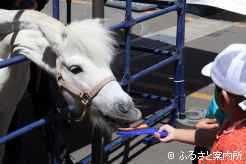 ミニチュアポニーとのふれあい＆餌やり体験