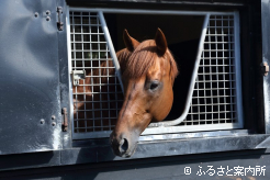 種牡馬2年目のシーズンを終えたレモンポップ