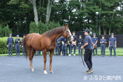 社台スタリオンステーションでは種牡馬の肢勢に注意を払った