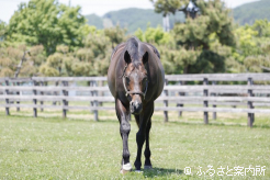 供用8年目シーズンを終え、風格が身についてきた