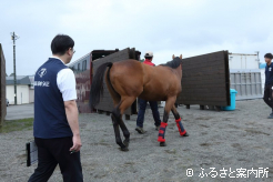 宮崎行きの馬運車に移動するJRA購買馬