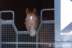 新種牡馬のジオグリフ