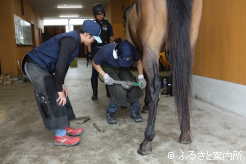 北海道日高装蹄師会の装蹄師から指導を受けながらの削蹄実習