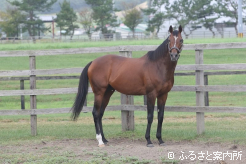 新種牡馬のテーオーロイヤル