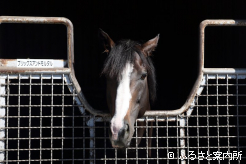 新入厩馬のブリックスアンドモルタル