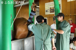 JRA日高育成牧場では直腸検査を体験した