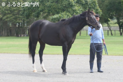 産駒のゼンダンハヤブサが小倉記念(G3)に優勝した