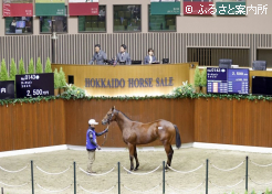 牡馬最高取引馬 は近親にレーベンスティールがいる「サーチュイン2025」
