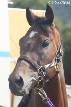 2027年から種牡馬入りするファントムシーフ