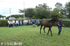 北海道セプテンバーセールに上場する1歳馬の展示練習を見学した