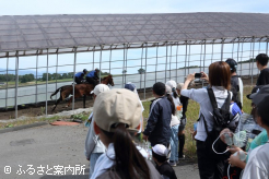 競走馬のトレーニングを見学した