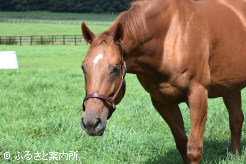 ビップチャチャチャはルヴァンスレーヴの仔を受胎中