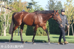 ロードカナロアの後継種牡馬として期待は大きい