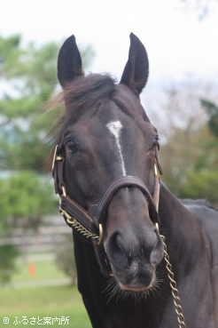 種牡馬引退が決まったスマートオーディン