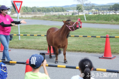 見事な演技を披露するポニーショー