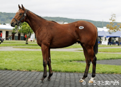 牡馬最高取引馬 リアルスティール産駒の「サーチュイン2025」