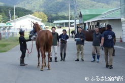 JRA日高育成牧場の職員による馬体検査