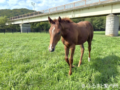 チャチャハツゴウの半弟(牡当歳、父カフェファラオ)