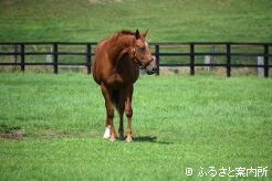 チャチャハツゴウの母ビップチャチャチャ