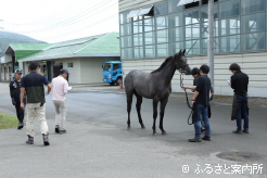 30頭がJRA日高育成牧場に入厩した
