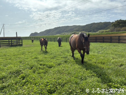 判官館の山と太平洋を望むロケーションの分場放牧地