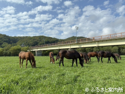 真ん中にメロディー大橋が架かっているモリナガファーム分場の放牧地