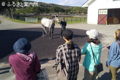 種牡馬のコンフォメーションに熱い視線を送った