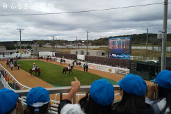 パドックで出走馬を観察